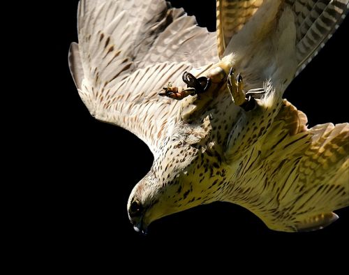 falcon approach prey