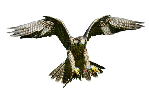 falcon approach prey