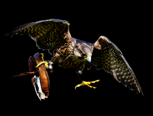 falcon approach prey
