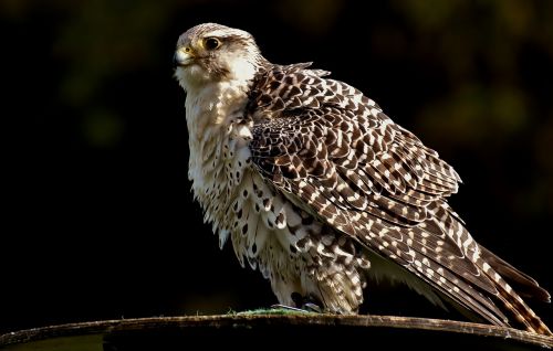 falcon wing bird of prey