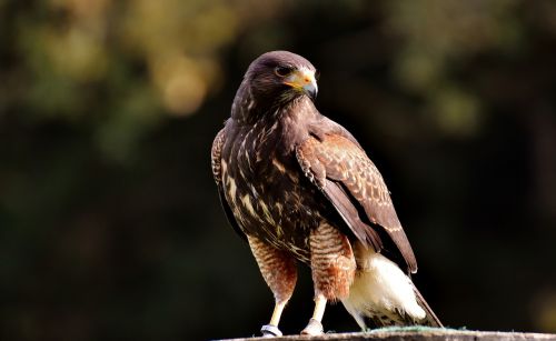 falcon wing bird of prey