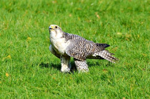 falcon raptor bird of prey