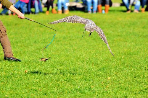 falcon raptor bird of prey