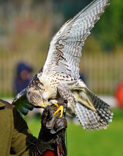 falcon raptor bird of prey