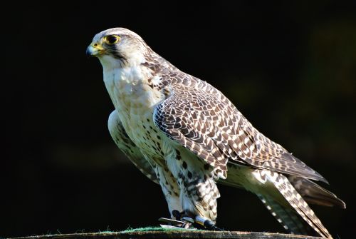 falcon raptor bird of prey