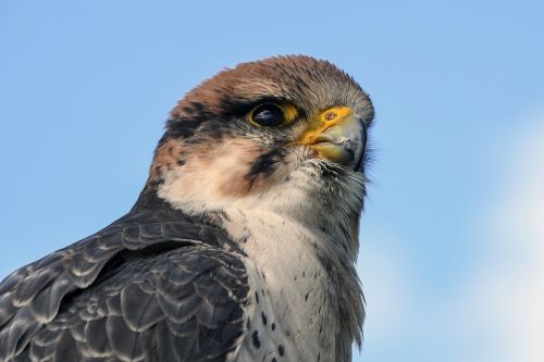 falcon raptor bird