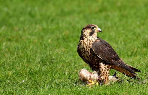 falcon bird prey