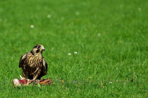 falcon bird prey