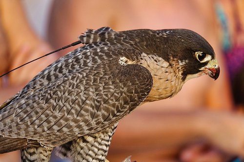 falcon  bird  animal world