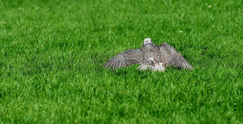 falcon  bird of prey  meadow
