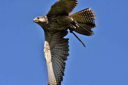 falcon  bird of prey  bird