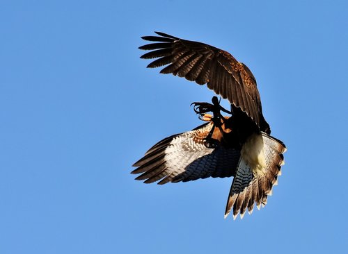 falcon  bird of prey  bird