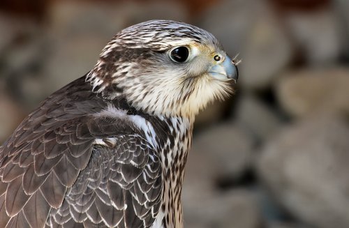 falcon  wing  bird of prey