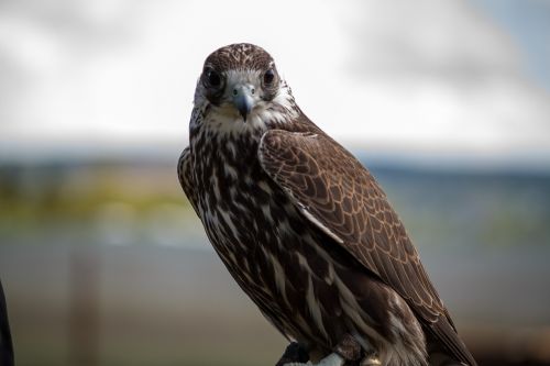 falcon wanderflake raptor