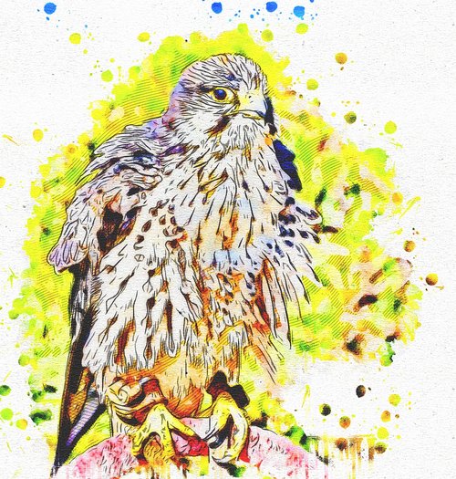 falcon  feathers  art