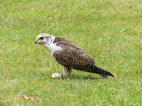 falcon  falconry  predator