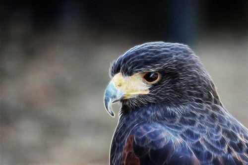 falcon  big hawk  bird of prey