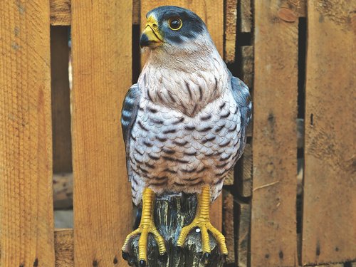 falcon  bird  bird of prey
