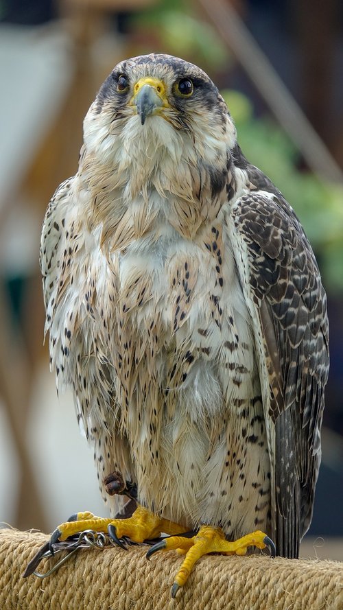 falcon  bird  nature