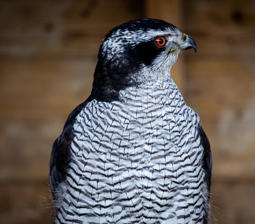falcon  hunter  orange eyes