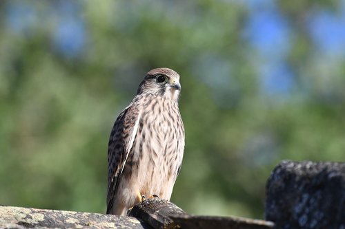 falcon  kestrel  nature