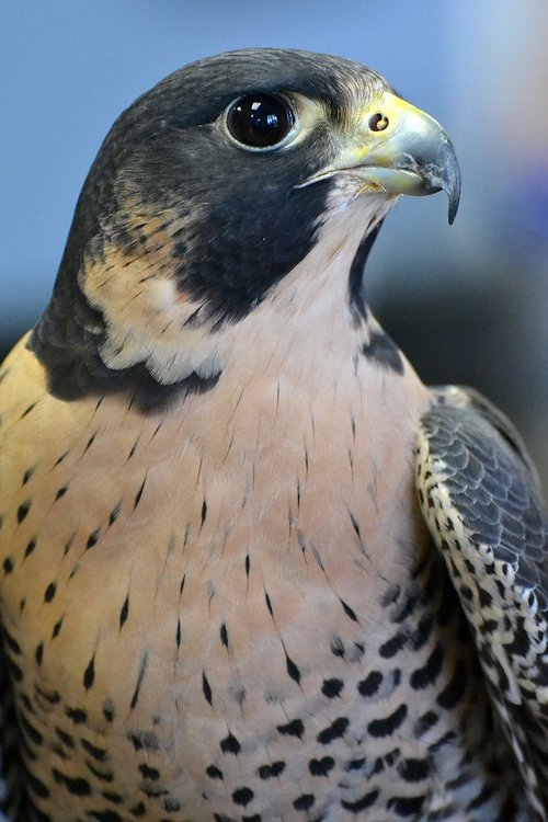 falcon  florida  animal