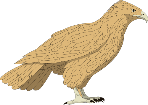 falcon bird brown