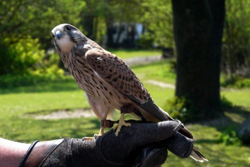 falcon bird animal