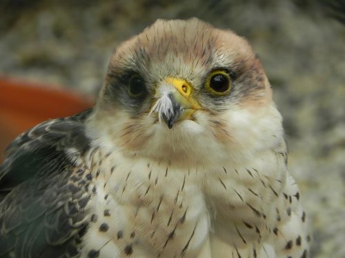 falcon bird raptor