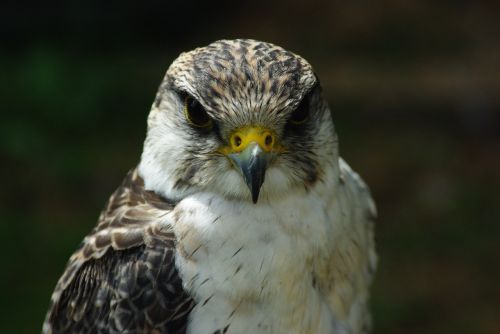 falcon peregrine bird