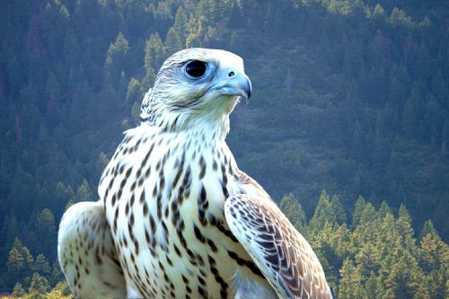 falcon gyrfalcon bird