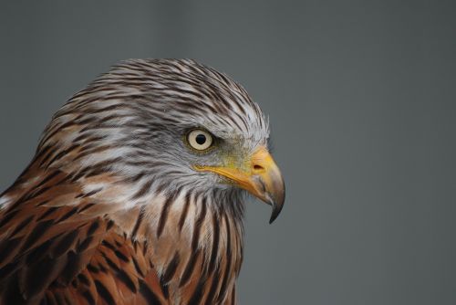 falcon animal bird of prey