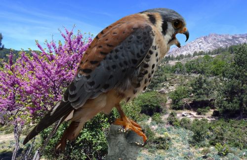 falcon bund hawk falconry