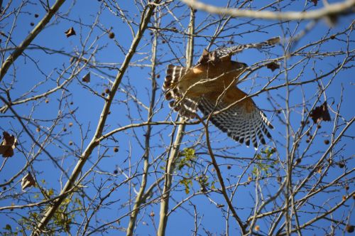 Falcon Lift Off