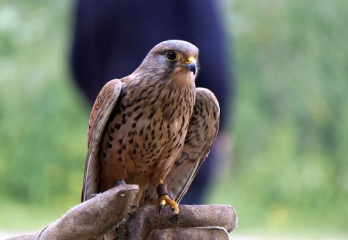 falconry falcon birds of prey