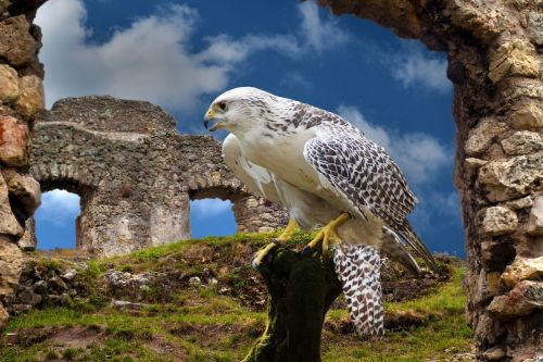 falconry castle falkner