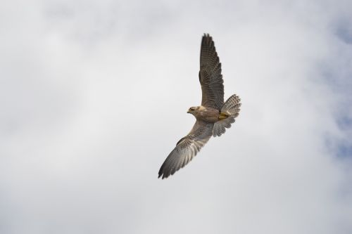 falk bird of prey attack