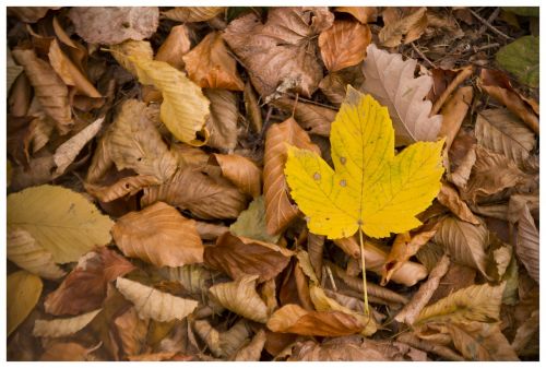 fall autumn leaves