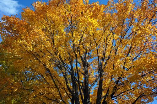 fall outside autumn