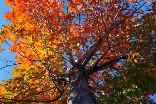 fall outside autumn