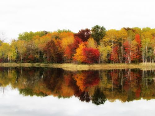fall colors trees