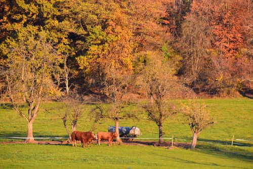 fall landscape cows