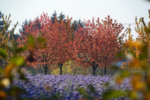 fall colors autumn