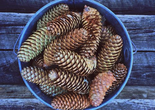 fall pine comes