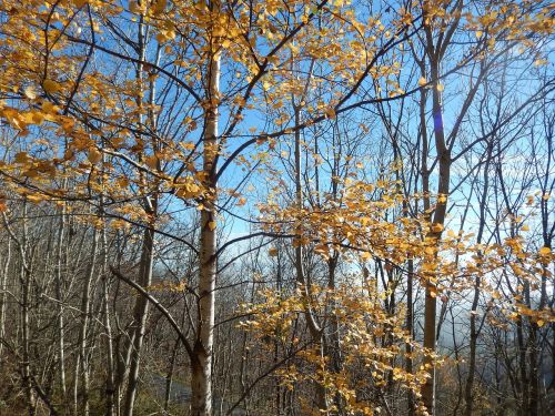 birch fall field