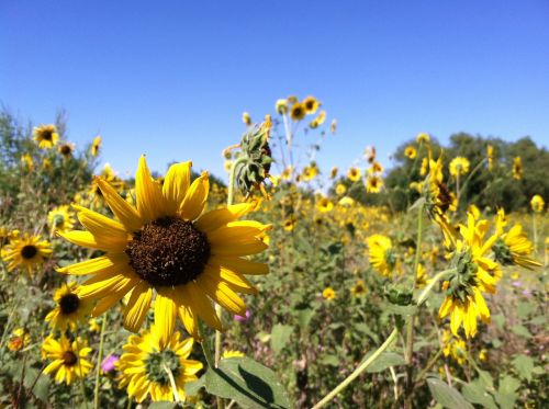 fall autumn sunflower