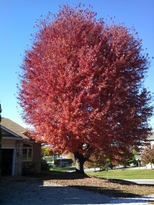 fall tree red
