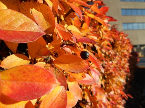 fall bush orange leaves