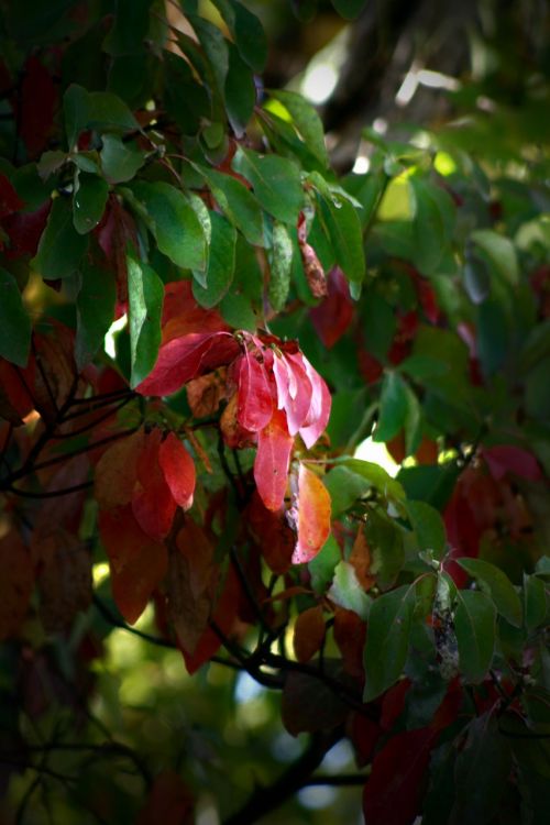 fall leaves red autumn leaves