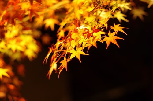 autumn maple autumnal leaves